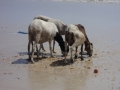 24 /25 - Nettoyage de la plage de Yoff (action)