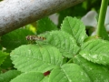 10 /21 - Le jardin et les abeilles de Terre & Humanisme
