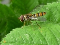 11 /21 - Le jardin et les abeilles de Terre & Humanisme