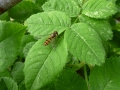 12 /21 - Le jardin et les abeilles de Terre & Humanisme