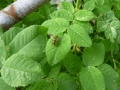 13 /21 - Le jardin et les abeilles de Terre & Humanisme