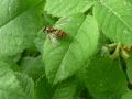 14 /21 - Le jardin et les abeilles de Terre & Humanisme
