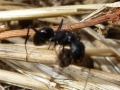 16 /21 - Le jardin et les abeilles de Terre & Humanisme