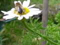 7 /21 - Le jardin et les abeilles de Terre & Humanisme