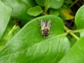 8 /21 - Le jardin et les abeilles de Terre & Humanisme
