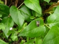 9 /21 - Le jardin et les abeilles de Terre & Humanisme