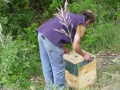 12 /17 - Terre et humanisme, les abeilles essaiment