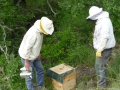 5 /17 - Terre et humanisme, les abeilles essaiment